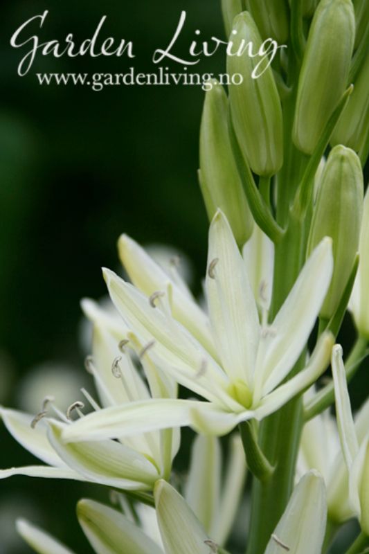Bjørnestjerne 'Alba' - Camassia leichtlinii - 2 stk 