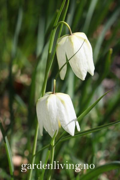 Hovedbilde Rutelilje 'Alba' - Fritillaria meleagris - 10 stk