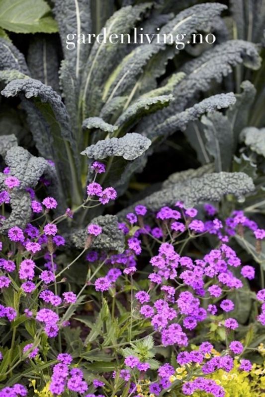 Aksverbena 'Intensity’ - Verbena rigida