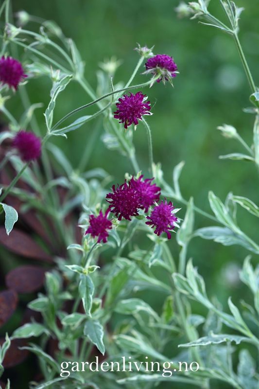 Makedoniarødknapp 'Thunder and Lightning' - Knautia macedonica
