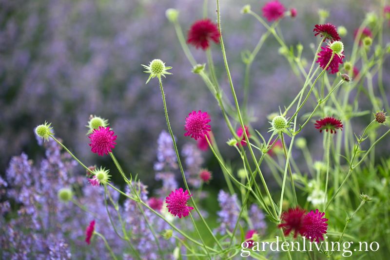 Makedoniarødknapp  - Knautia macedonia