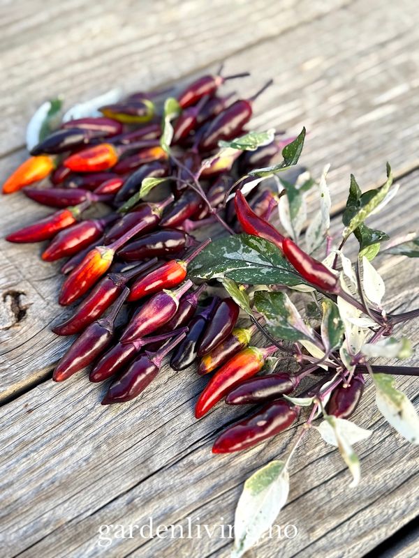 Chilipepper 'Calico' - Capsicum annuum