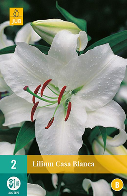 Orientalsk lilje 'Casa Blanca' - Lilium, 2 stk.