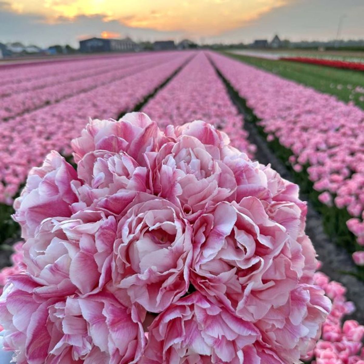 Tulipan 'Quinty Trustfull’, tidlig dobbel - 10 stk
