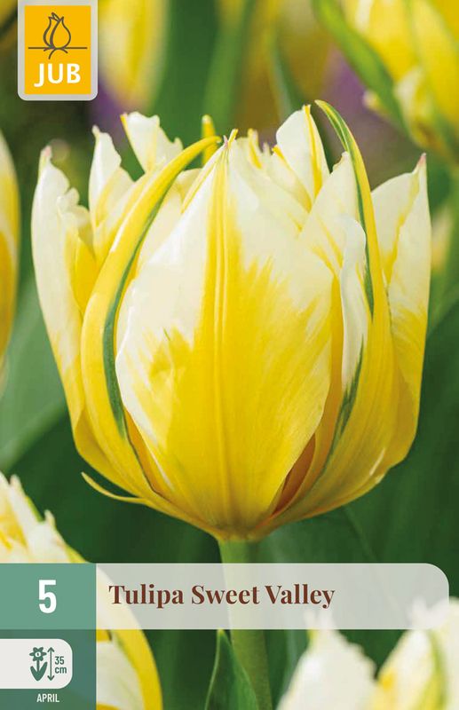 Tulipan 'Sweet Valley', Fosterianahybrid - 5 stk