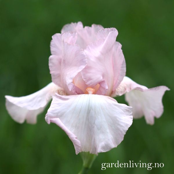 Hovedbilde Hageiris 'Cherished' - Iris germanica 
