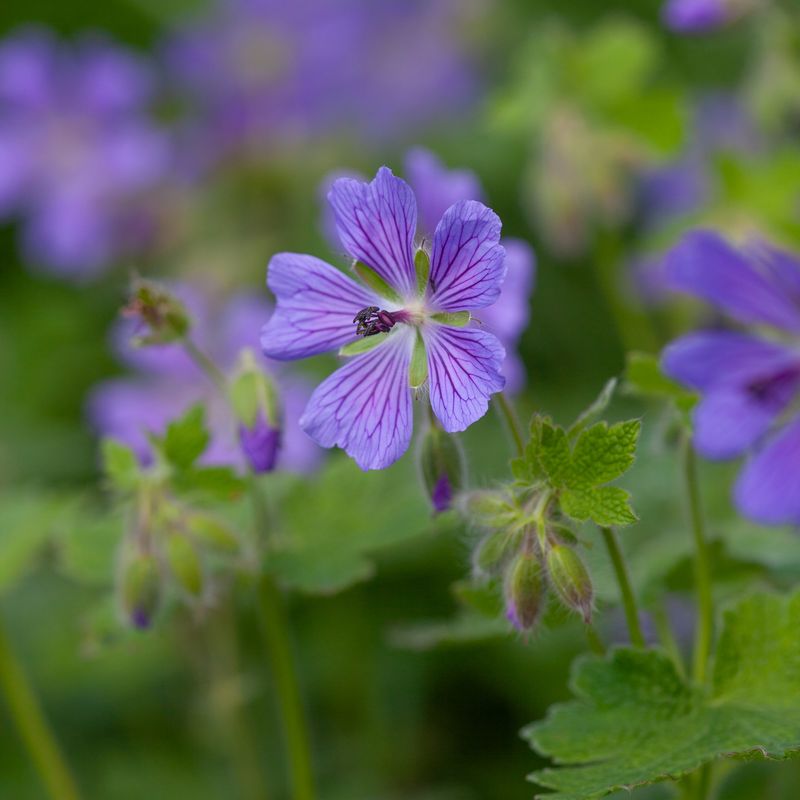 Storkenebb 'Philippe Vapelle' - Geranium 