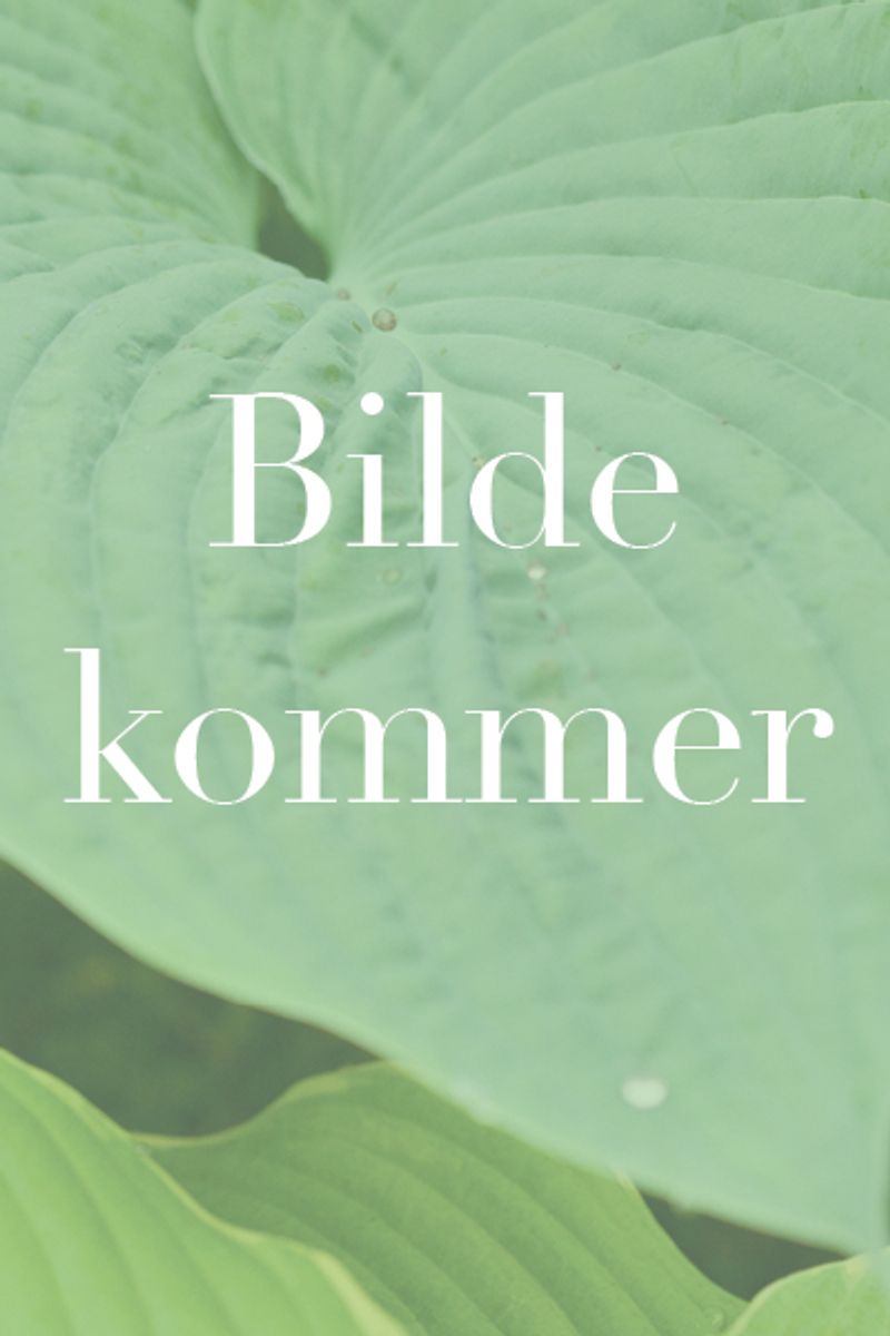 Damaskussvartfrø 'Moody Blues' - Nigella damascena