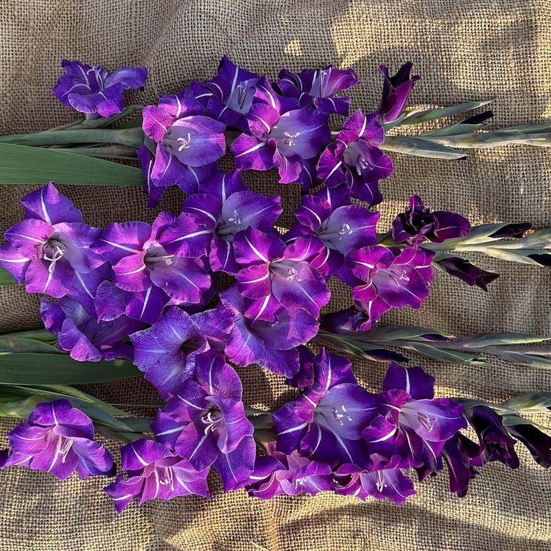 Gladiol 'Hallowy' - Gladiolus, 10 stk.