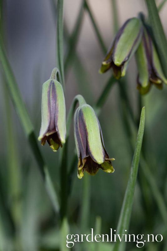 Fritillaria elwesii - 3 stk