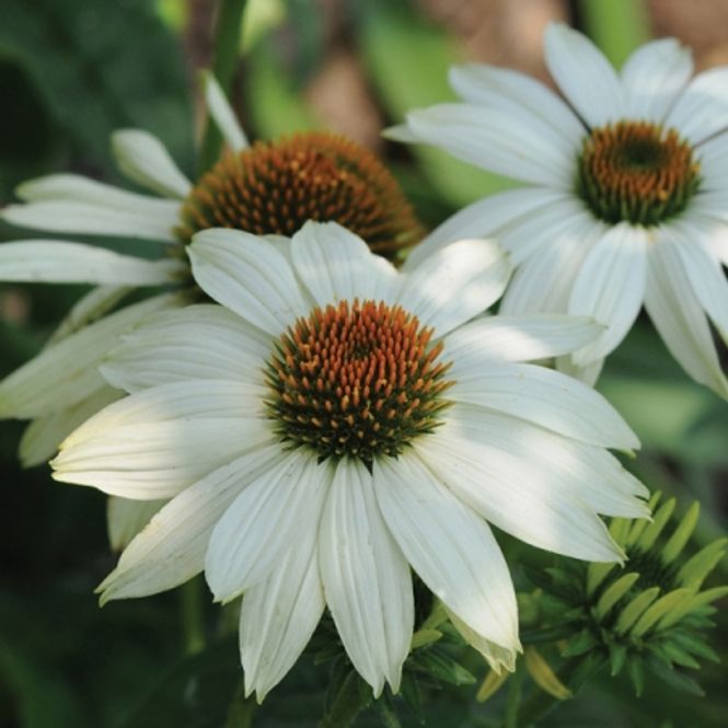 Hovedbilde Purpursolhatt 'Pow Wow White' - Echinacea purpurea 