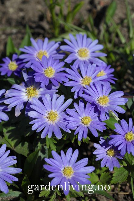 Hovedbilde Balkansymre  'Blue Shades' - Anemone blanda - 20 stk