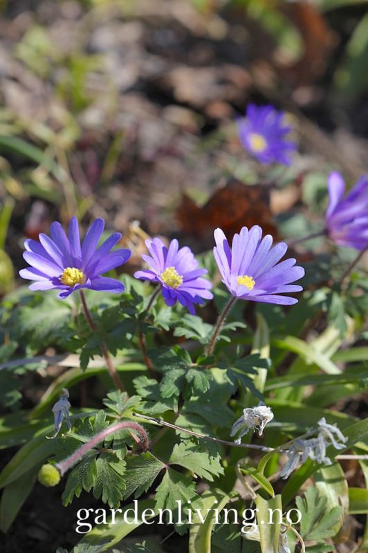 Balkansymre  'Blue Shades' - Anemone blanda - 20 stk