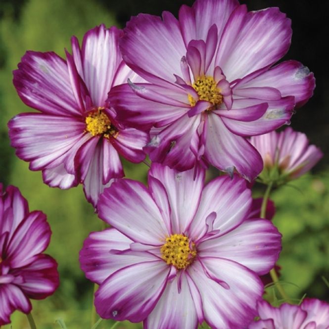 Hovedbilde Pyntekorg 'Fizzy Rose Picotee' - Cosmos bipinnatus