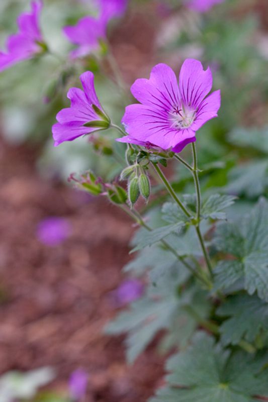 Storkenebb 'Sirak' - Geranium 