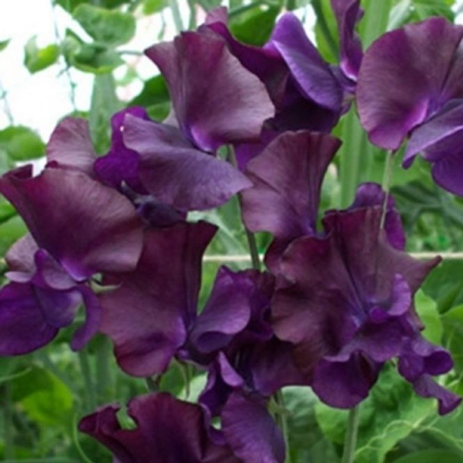 Hovedbilde Blomsterert 'Just Jenny' - Lathyrus odoratus