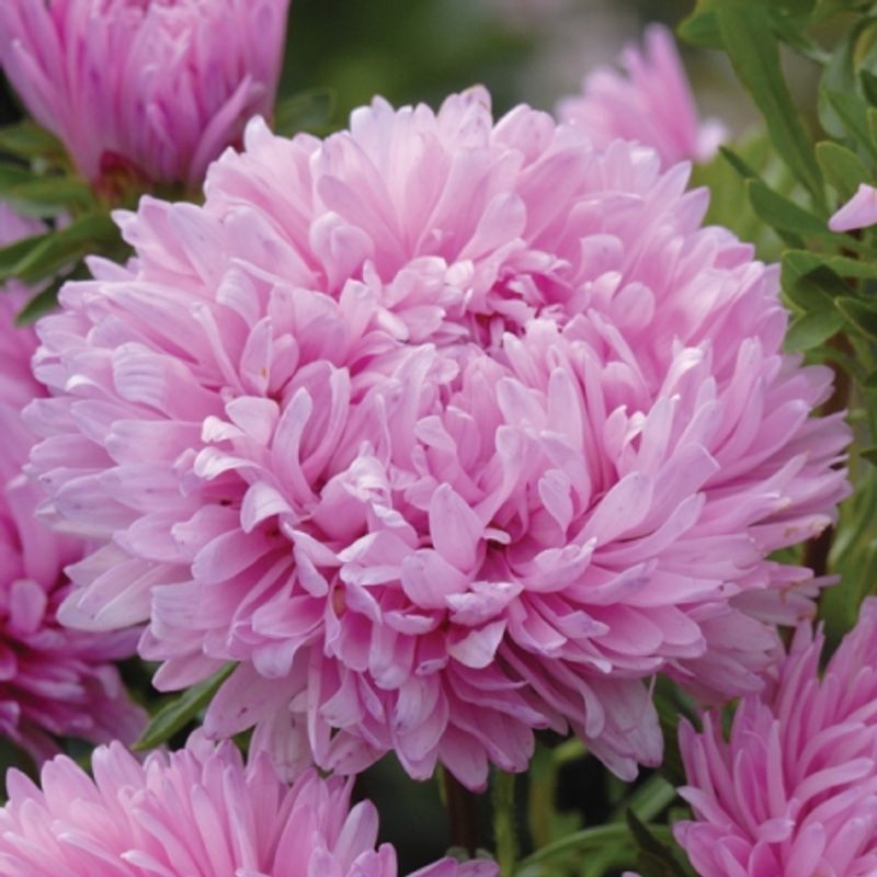 Sommeraster 'Candyfloss' - Callistephus chinensis