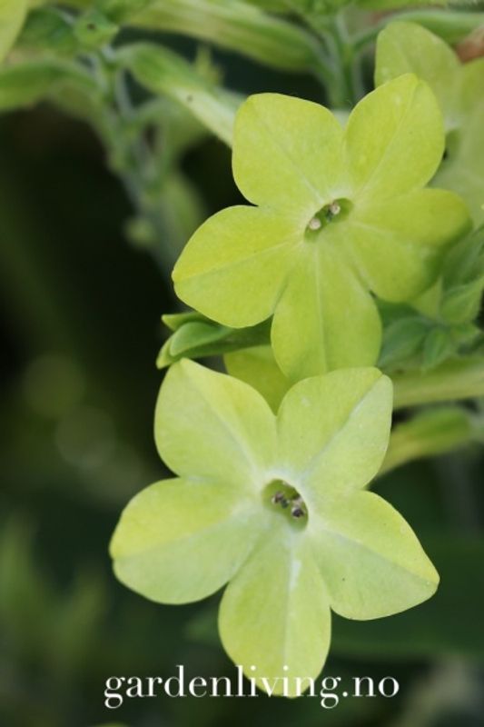 Prydtobakk 'Lime Green' x Nicotiana sanderae