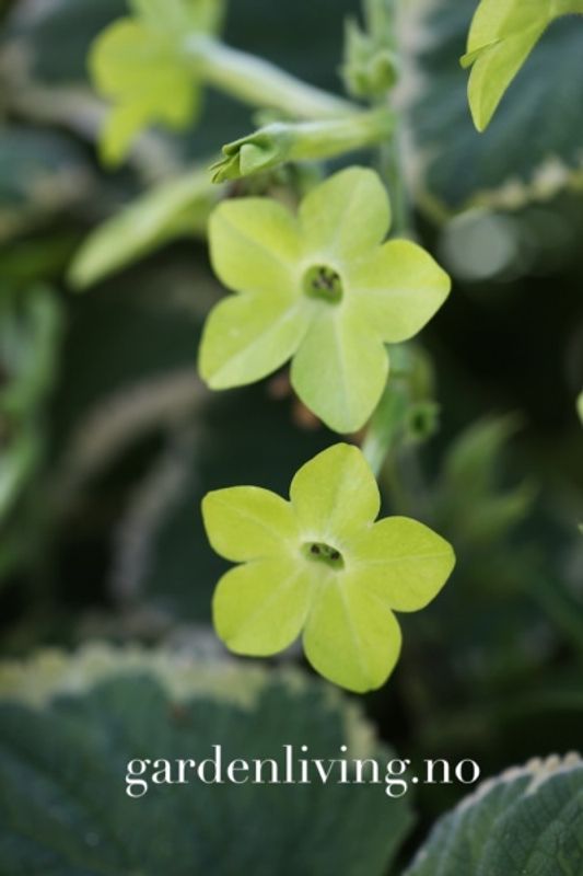 Prydtobakk 'Lime Green' x Nicotiana sanderae
