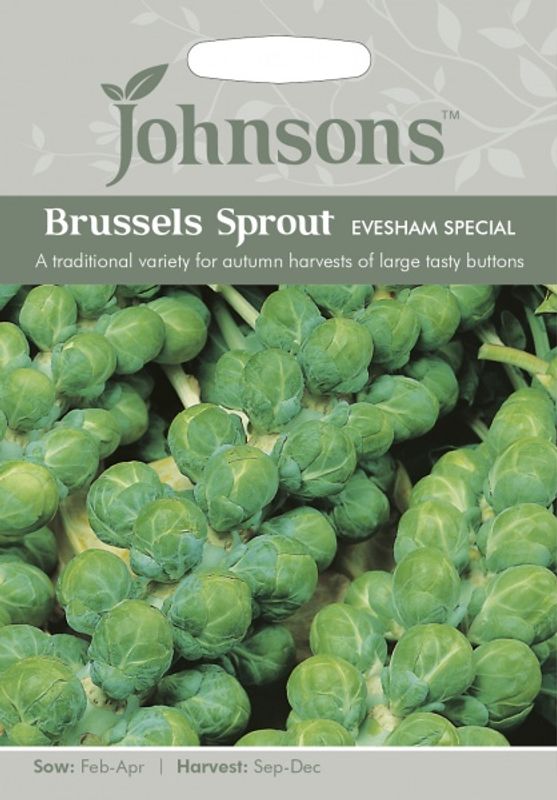 Rosenkål 'Evesham Special' - Brassica oleracea 