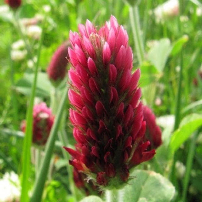 Hovedbilde Purpurkløver 'Red Feathers' - Trifolium rubens