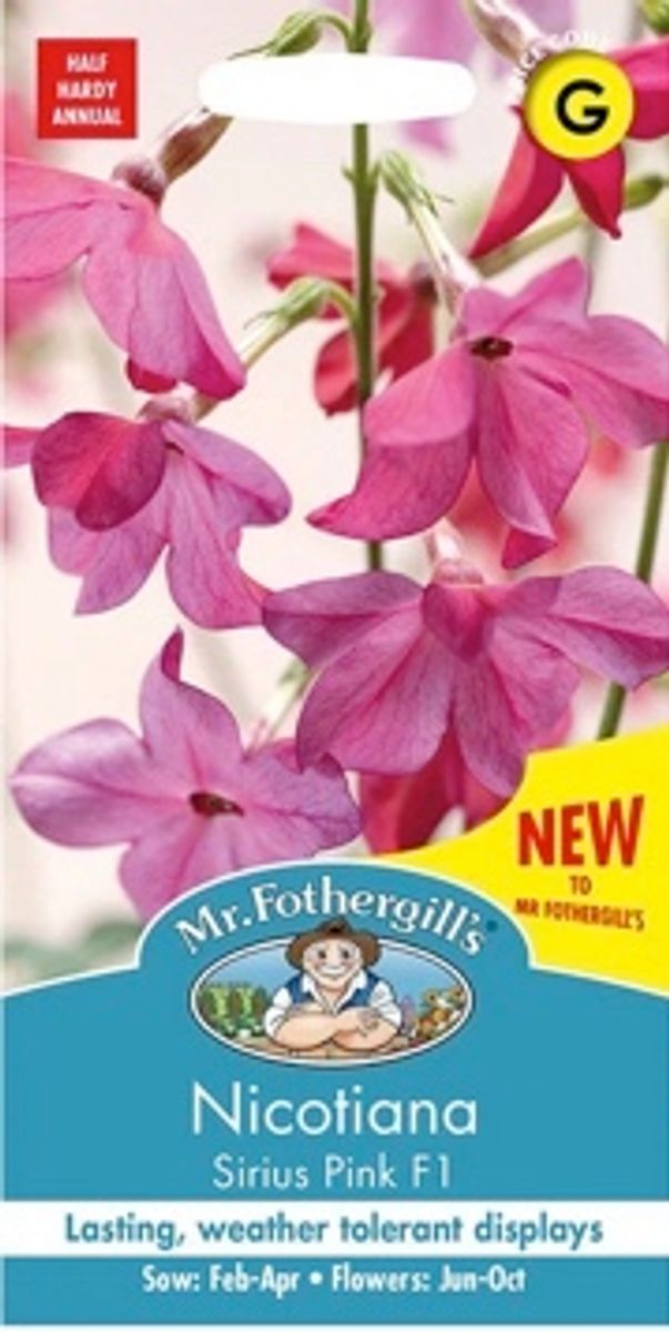 Skogtobakk 'Sirius Pink' - Nicotiana sylvestris