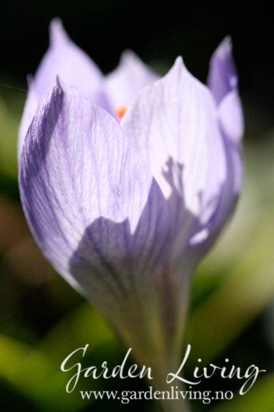 Hovedbilde Høstkrokus - Crocus speciosus - 10 stk