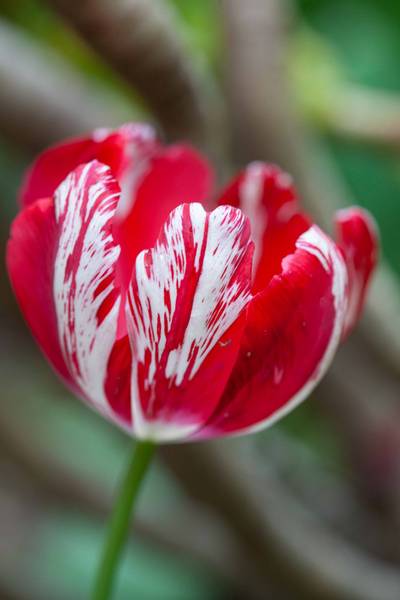 Bilde av Tulipan, historisk 'Mabel' - 1 stk