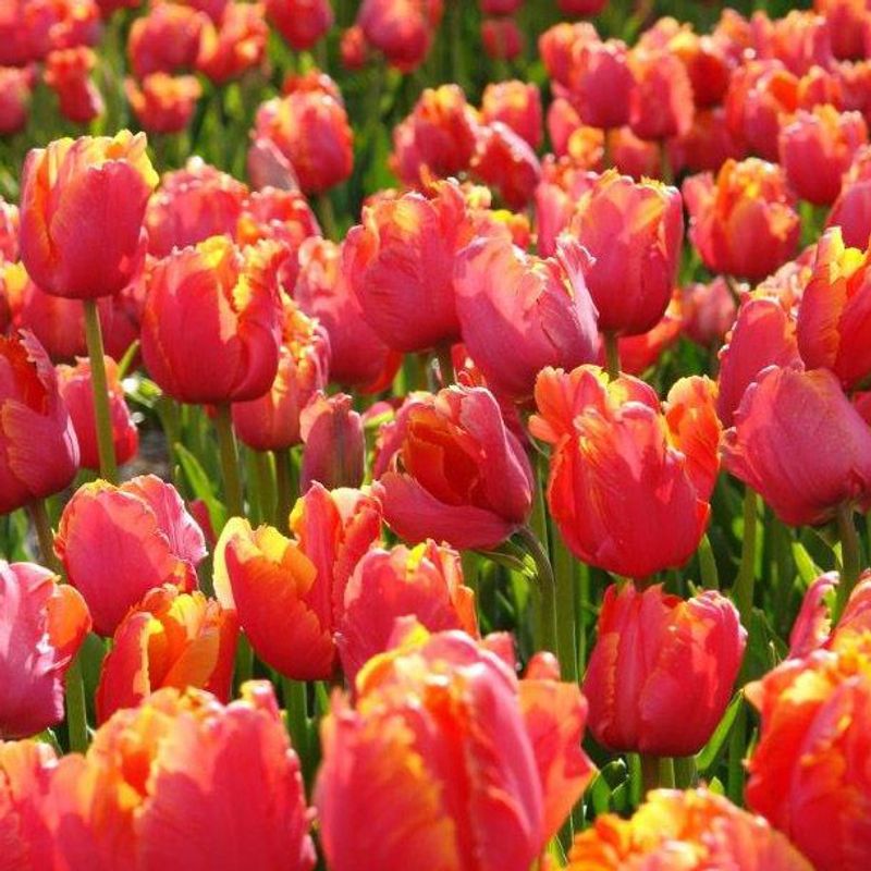 Tulipan 'Amazing Parrot', papegøyeblomstrende - 8 stk