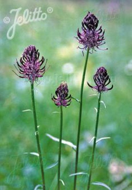 Hovedbilde Blåvadderot - Phyteuma spicatum ssp. caeruleum