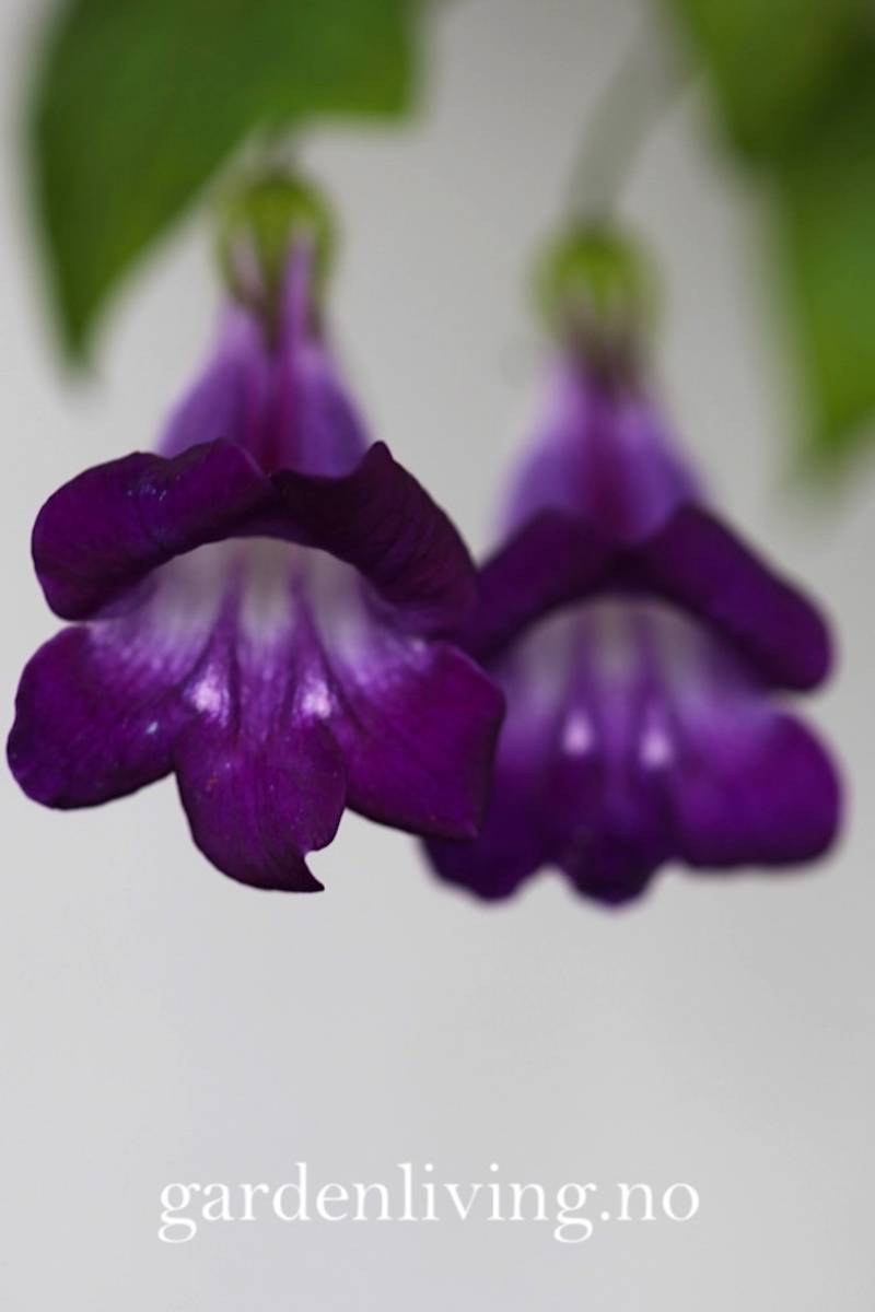 Klatreløvemunn 'Joan Loraine' - Maurandya/ Asarina scandens 
