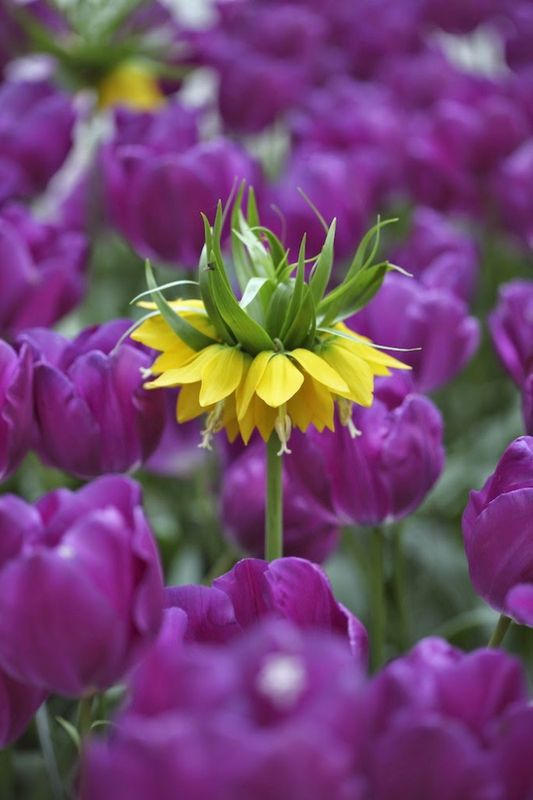 Keiserkrone 'Lutea' - Fritillaria imperialis - 1 stk