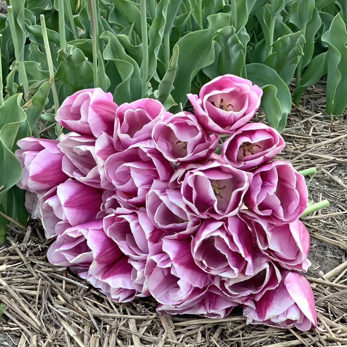 Tulipan 'Argos' - 10 stk