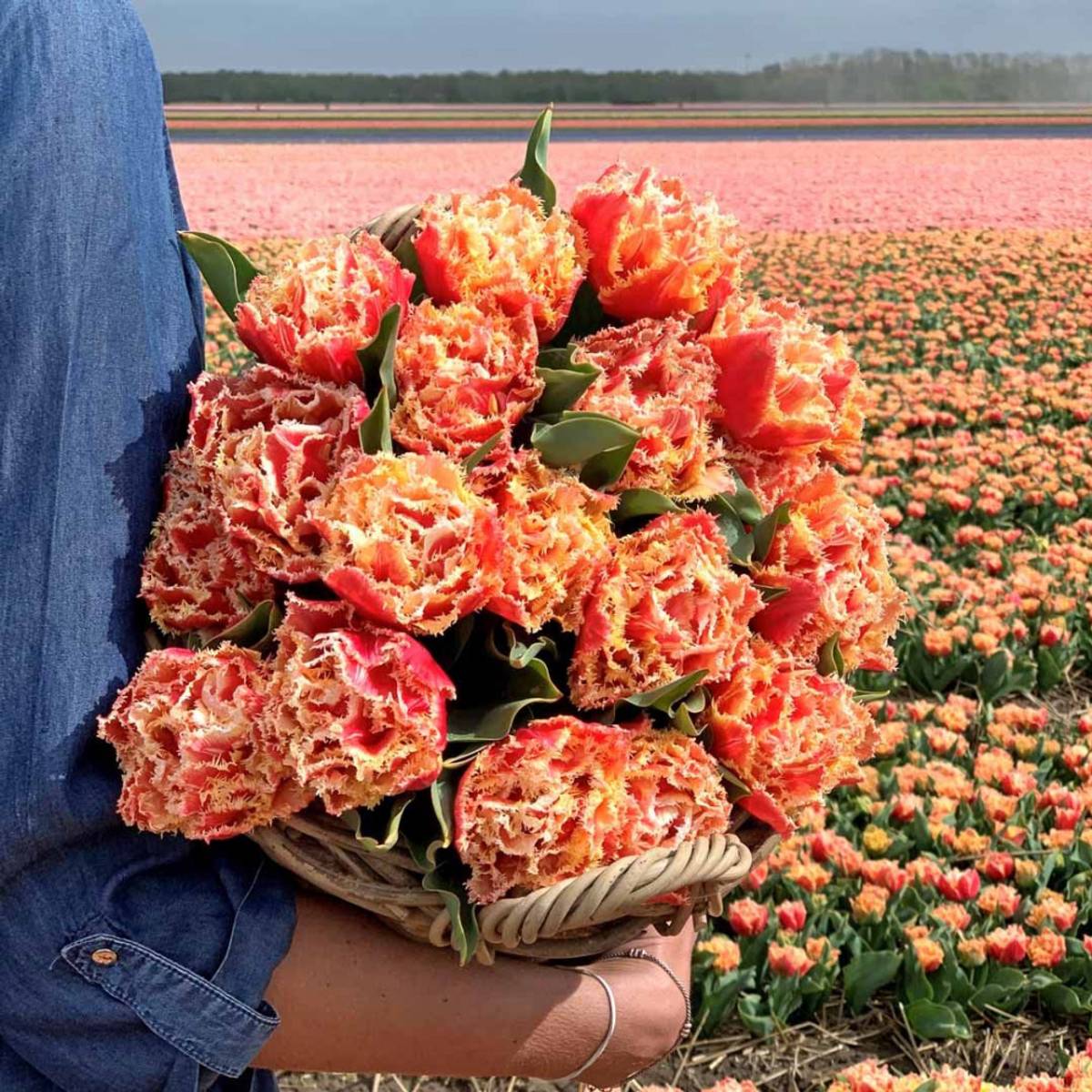 Tulipan 'Brisbane', frynsetulipan - 10 stk