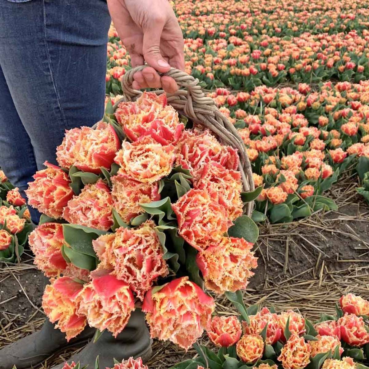 Tulipan 'Brisbane', frynsetulipan - 10 stk