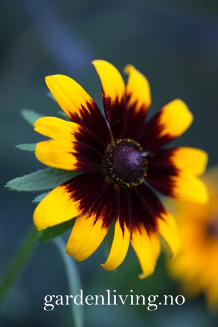Hovedbilde Lodnesolhatt 'Aries' - Rudbeckia hirta