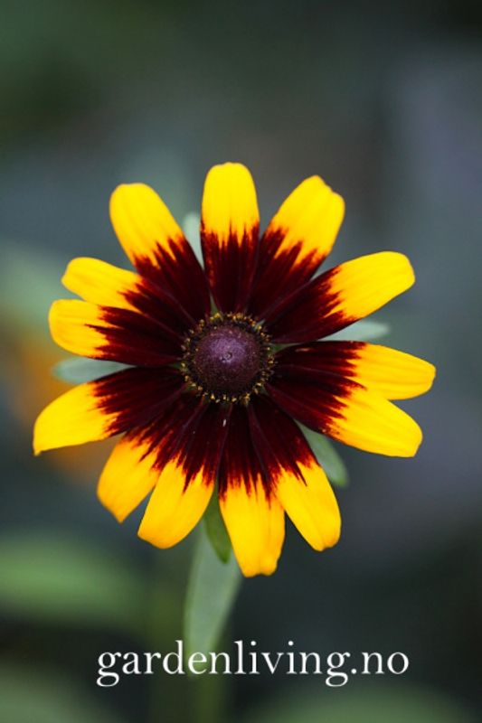 Lodnesolhatt 'Aries' - Rudbeckia hirta