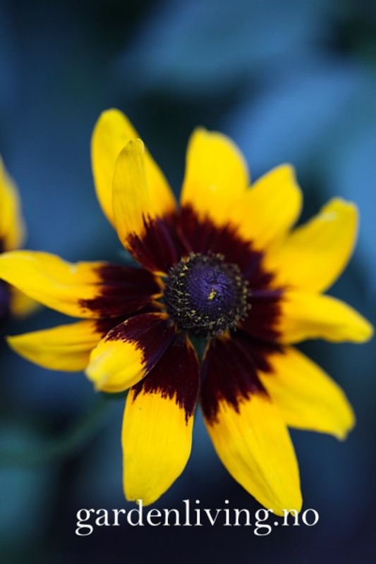 Lodnesolhatt 'Aries' - Rudbeckia hirta