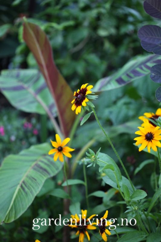 Lodnesolhatt 'Aries' - Rudbeckia hirta