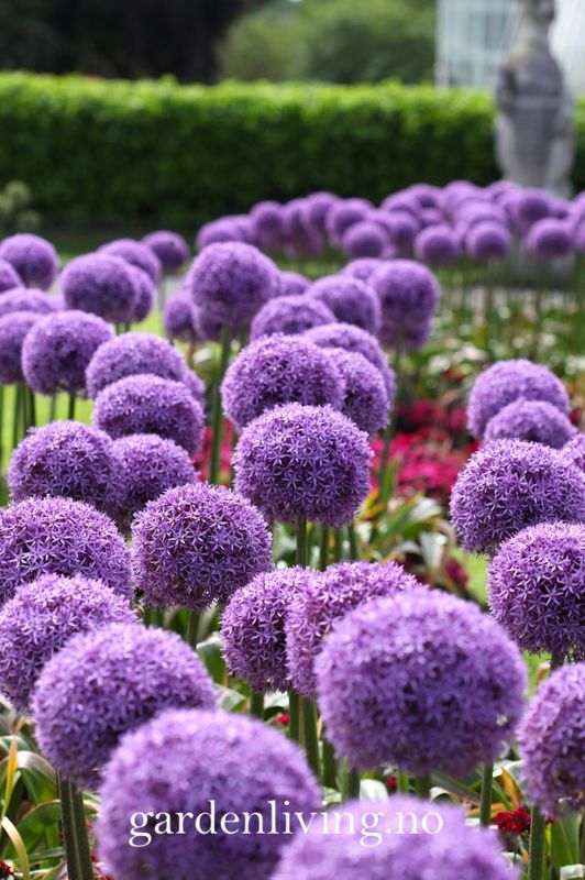 Prydløk ’Globemaster' - Allium - 1 stk