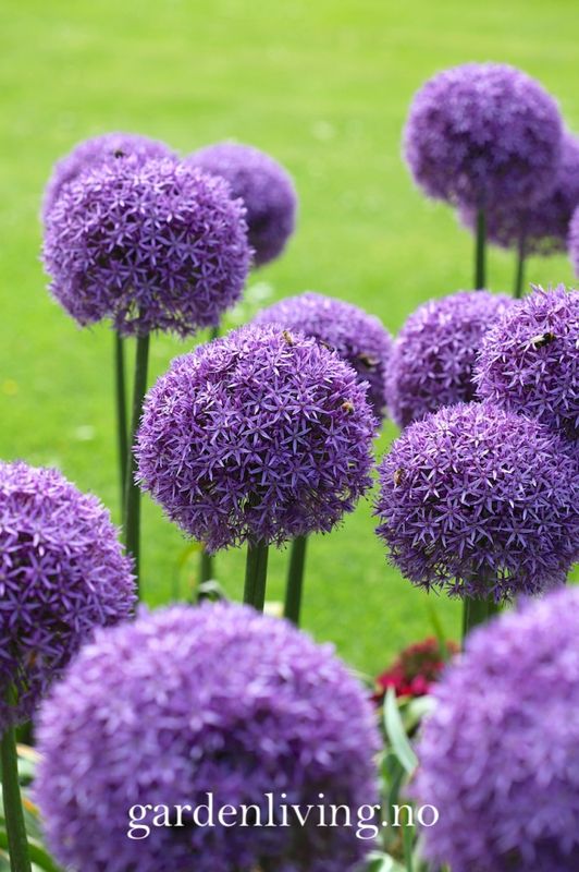 Prydløk ’Globemaster' - Allium - 1 stk