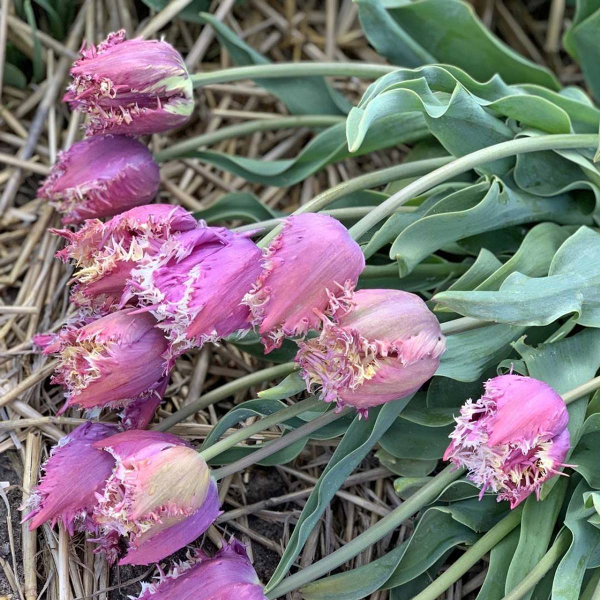 Tulipan 'Crunchy Cummins', frynsetulipan - 10 stk
