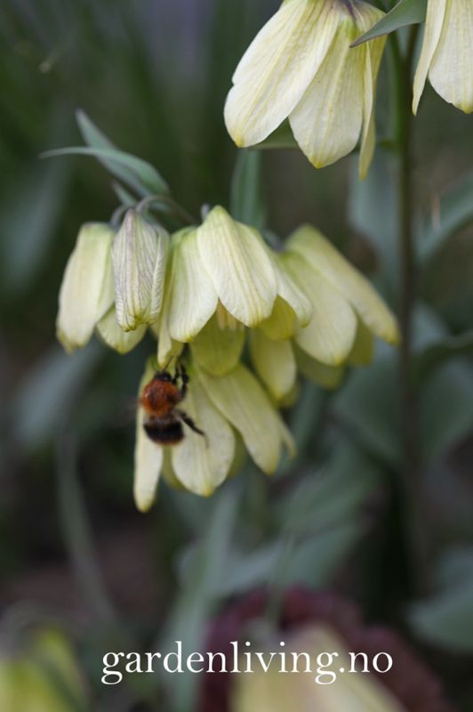 Blekkrone - Fritillaria pallidiflora - 1 stk