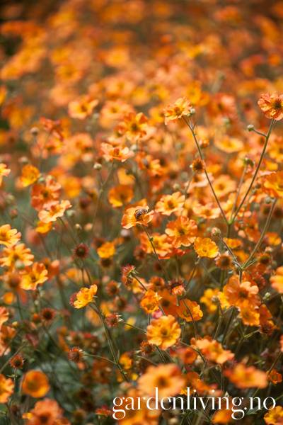 Hovedbilde Hagehumleblom 'Totally Tangerine' ® - Geum