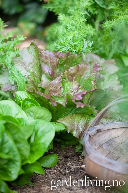 Isbergsalat 'Sioux’ - Lactuca