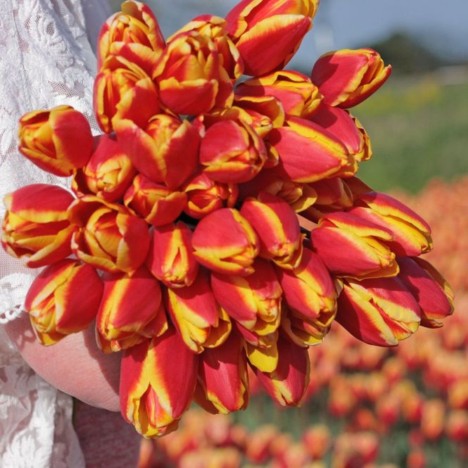 Hovedbilde Tulipan 'Denmark', triumph - 10 stk