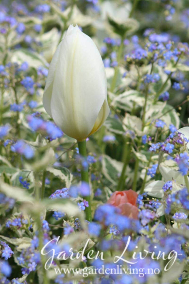 Tulipan 'Purissima', triumphtulipan - 10 stk