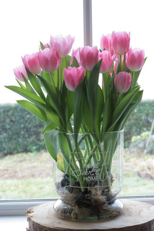 Tulipan 'Dynasty', Triumph - 10 stk