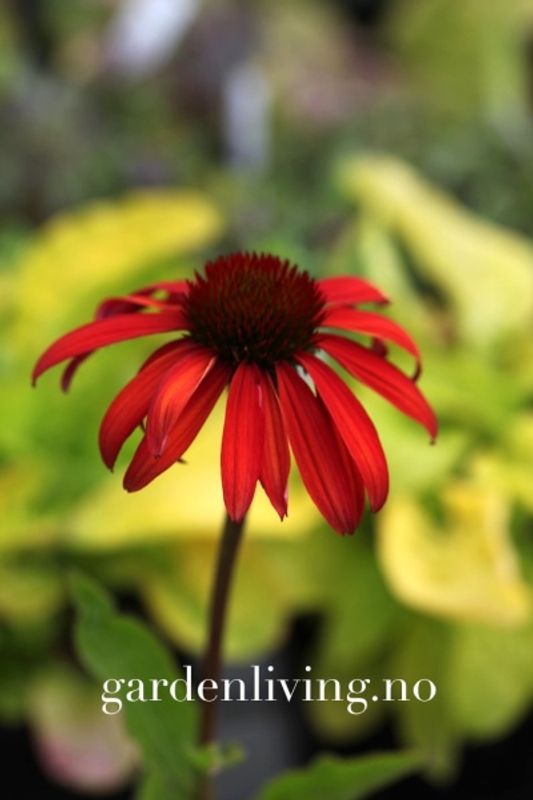 Purpursolhatt ’Tomato Soup’ - Echinacea 