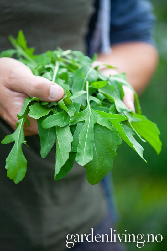 Ruccola - Eruca sativa, Organic